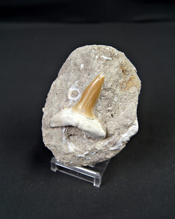 Scapanorhynchus rapax