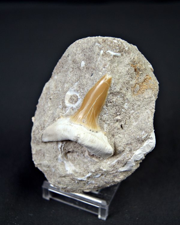 Scapanorhynchus rapax