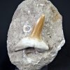 Scapanorhynchus rapax