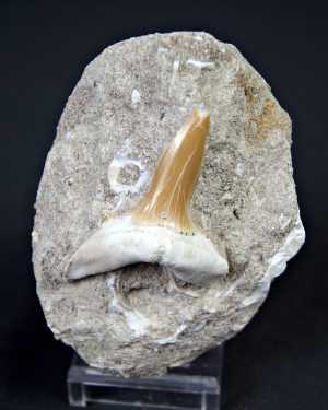 Scapanorhynchus rapax