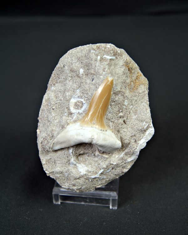 Scapanorhynchus rapax