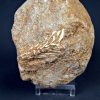Esqueleto parcial de Enchodus libycus