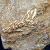 Esqueleto parcial de Enchodus libycus