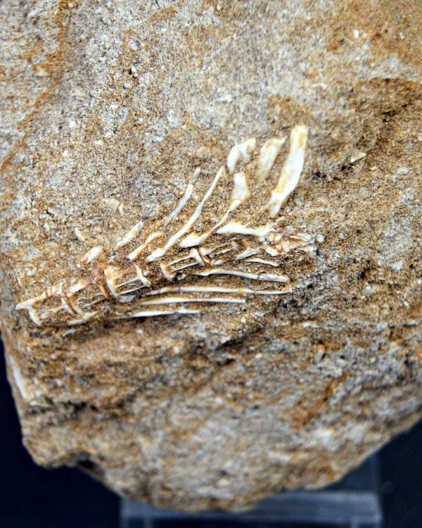Esqueleto parcial de Enchodus libycus
