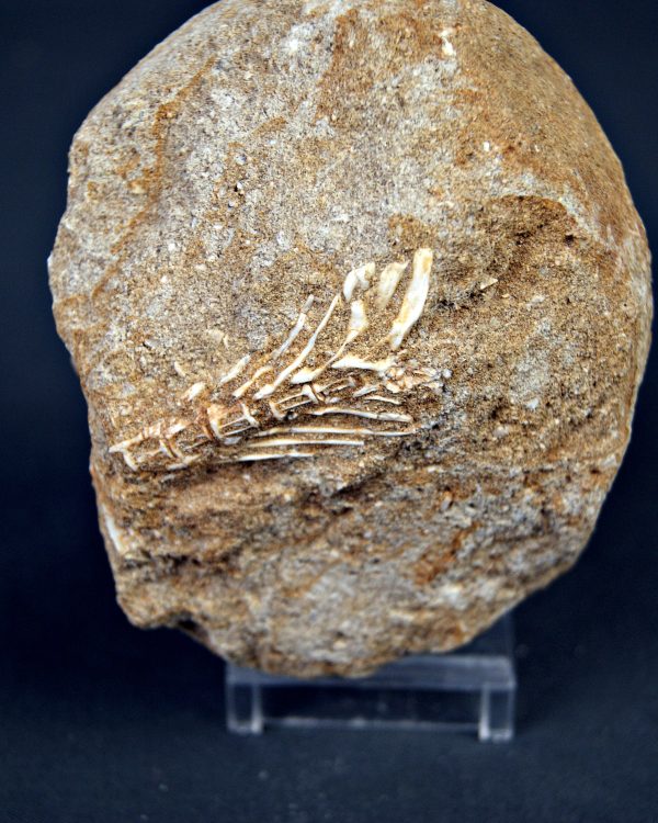 Esqueleto parcial de Enchodus libycus
