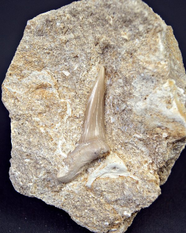Scapanorhynchus rapax