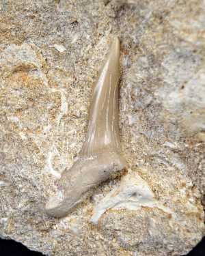 Scapanorhynchus rapax