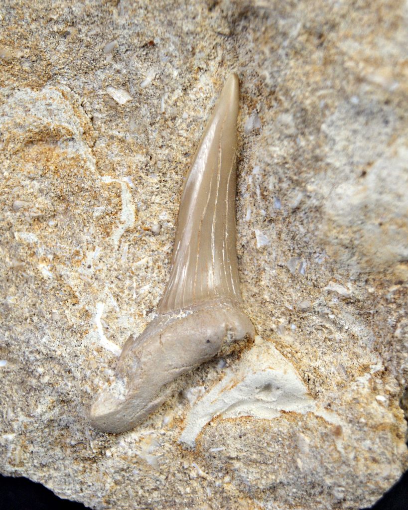 Scapanorhynchus rapax