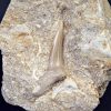 Scapanorhynchus rapax