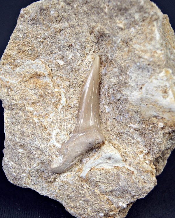 Scapanorhynchus rapax