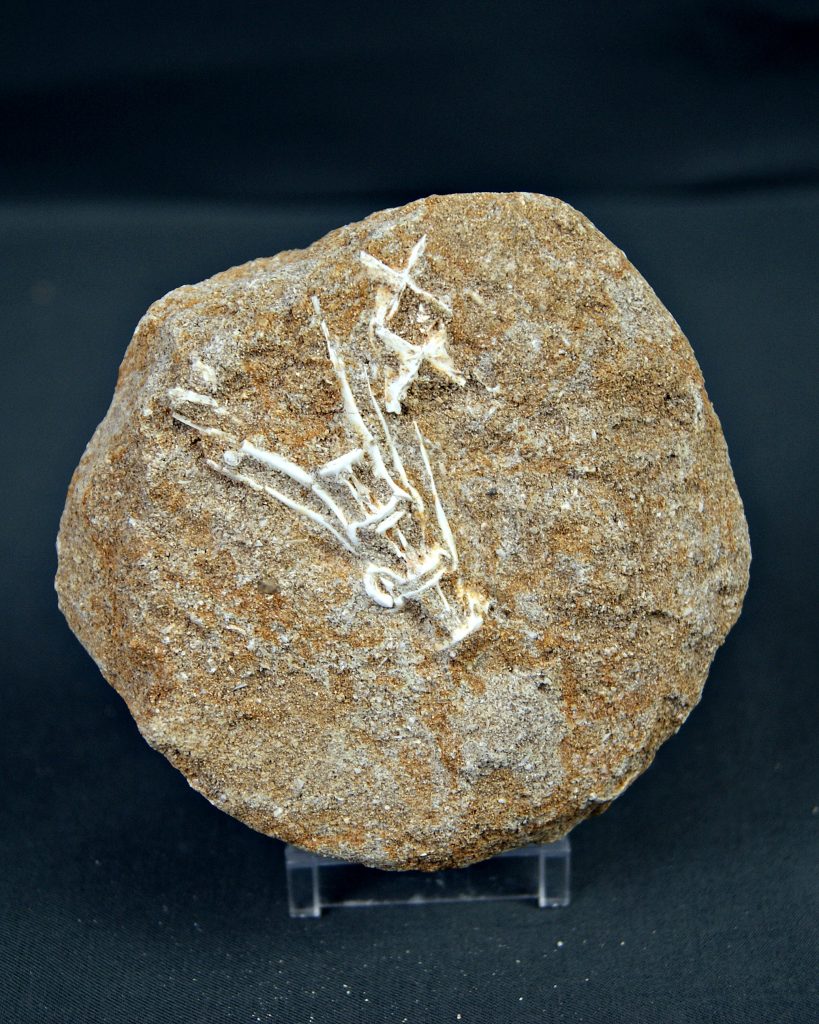 Enchodus libycus