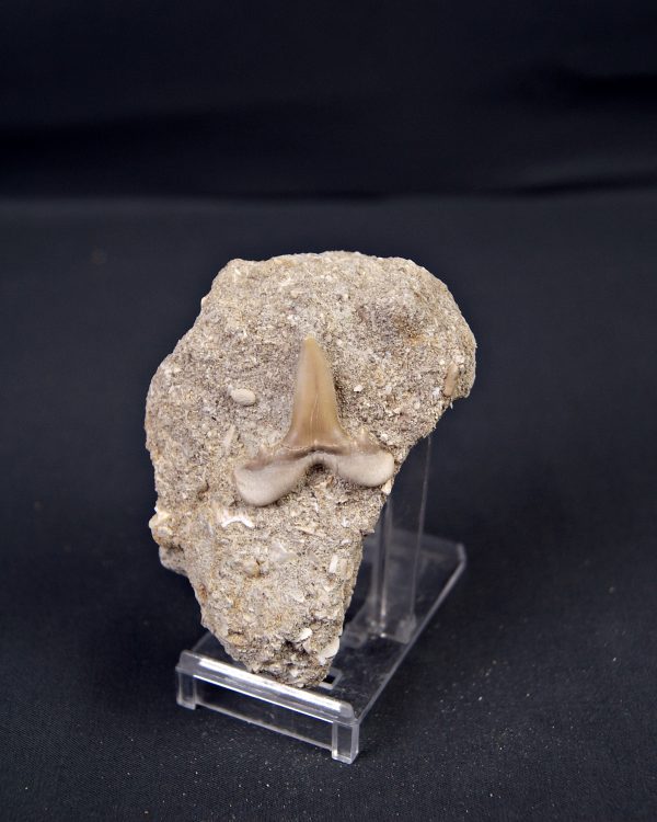 Scapanorhynchus rapax