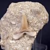 Scapanorhynchus rapax