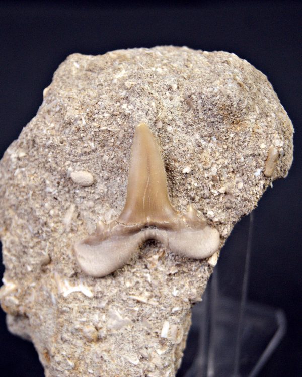 Scapanorhynchus rapax