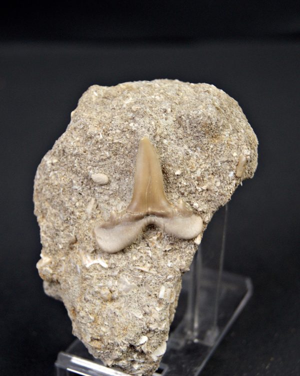 Scapanorhynchus rapax