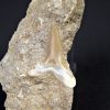 Scapanorhynchus rapax