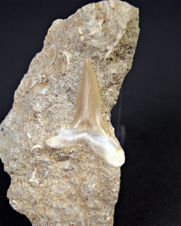 Scapanorhynchus rapax