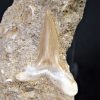 Scapanorhynchus rapax