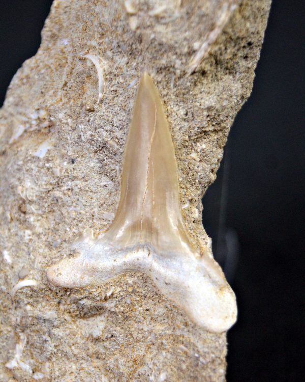 Scapanorhynchus rapax