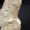 Scapanorhynchus rapax