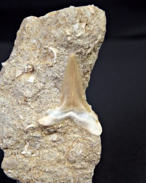 SONY DSC Scapanorhynchus rapax