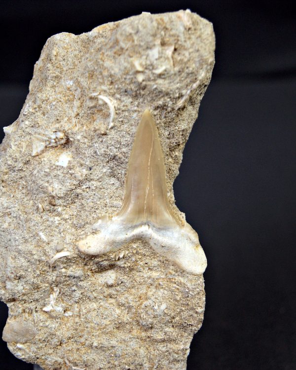 Scapanorhynchus rapax