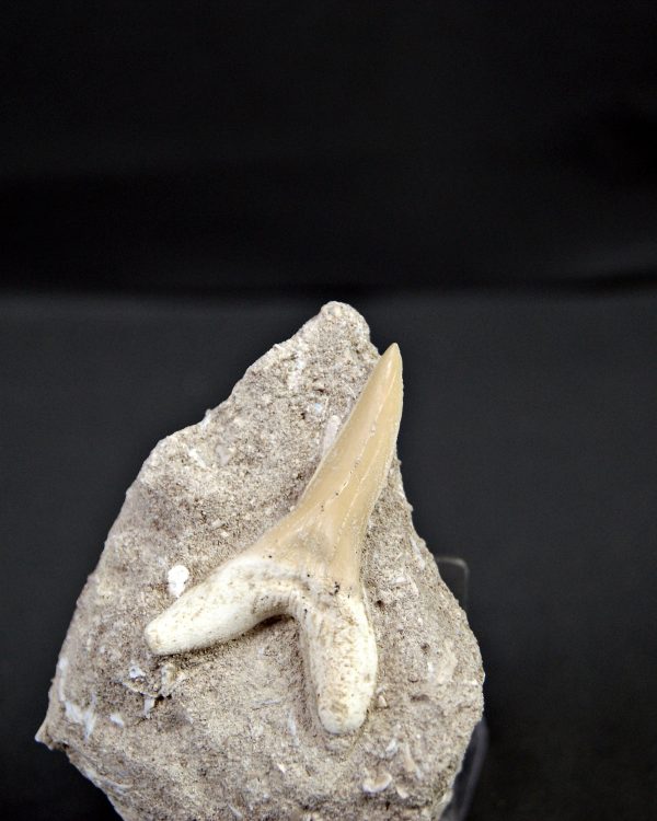 Scapanorhynchus rapax Scapanorhynchus rapax