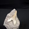 Scapanorhynchus rapax Scapanorhynchus rapax