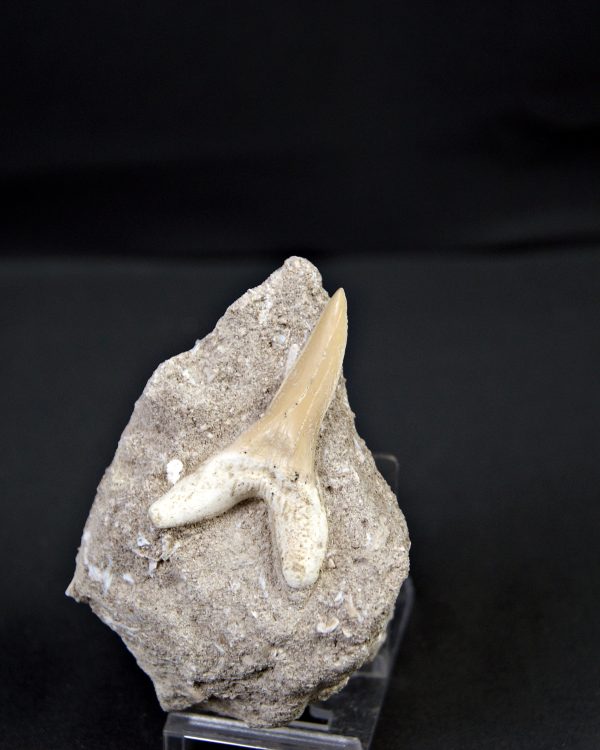 Scapanorhynchus rapax Scapanorhynchus rapax