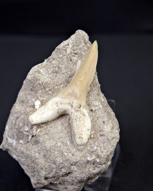 Scapanorhynchus rapax Scapanorhynchus rapax