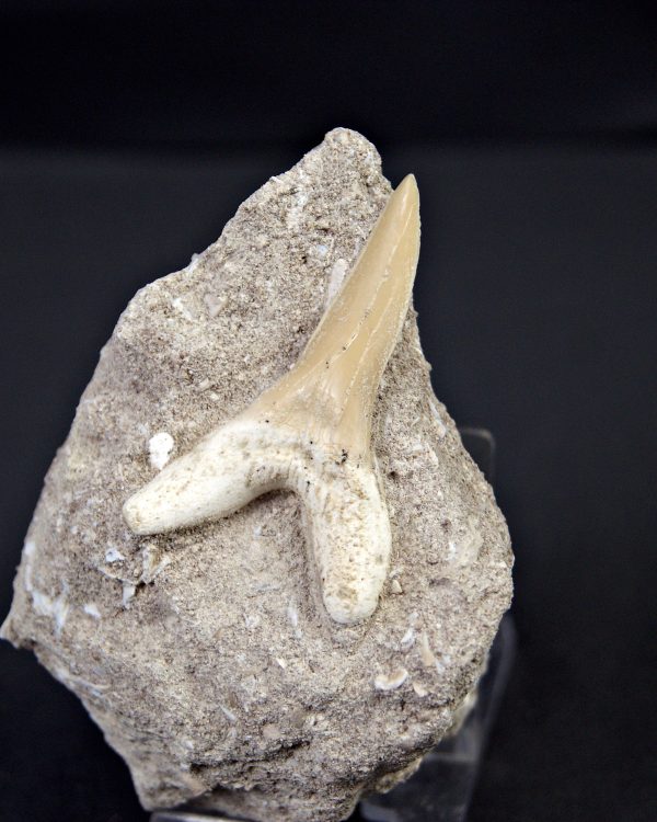 Scapanorhynchus rapax Scapanorhynchus rapax