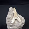 Scapanorhynchus rapax Scapanorhynchus rapax