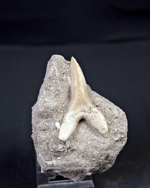 Scapanorhynchus rapax Scapanorhynchus rapax