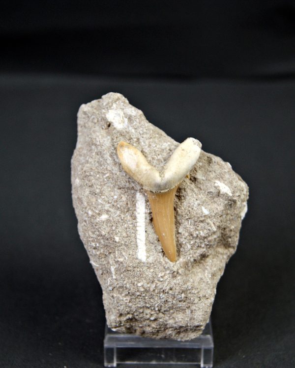 Scapanorhynchus rapax