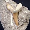 Scapanorhynchus rapax