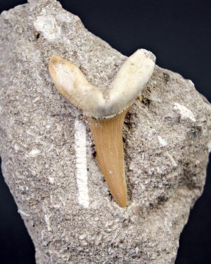 Scapanorhynchus rapax