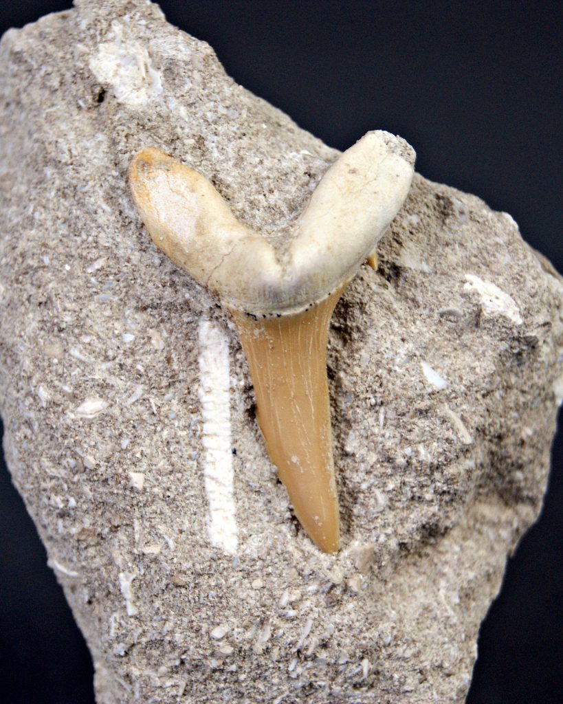 Scapanorhynchus rapax