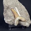 Scapanorhynchus rapax