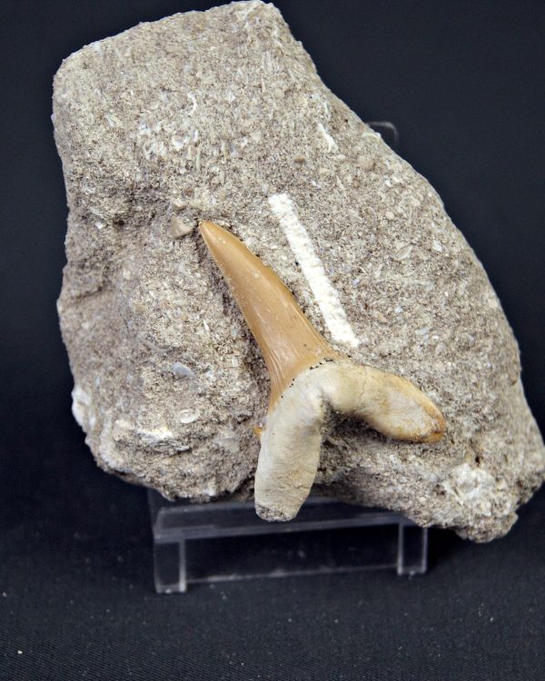 Scapanorhynchus rapax