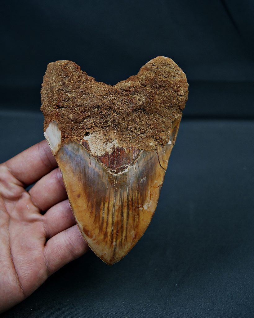 Otodus megalodon