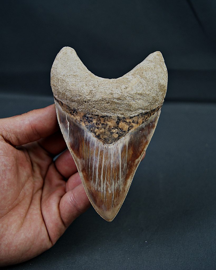 Otodus megalodon