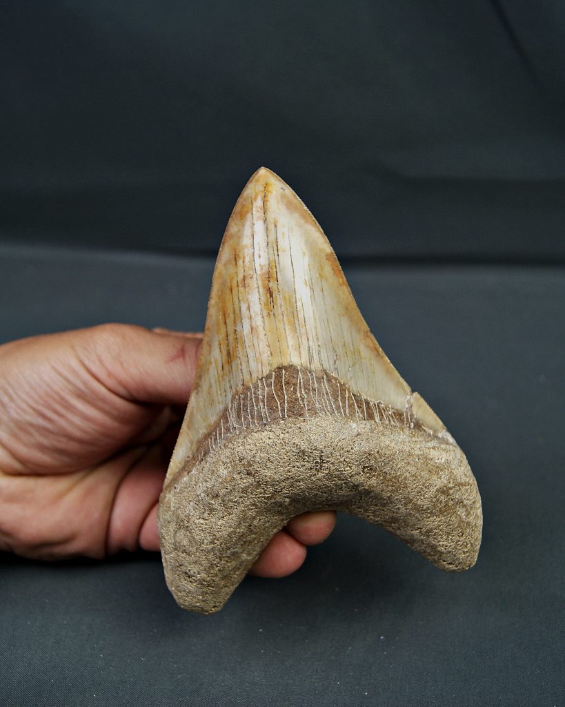 Otodus megalodon