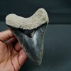 SONY DSC Otodus megalodon
