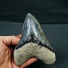 SONY DSC Otodus megalodon