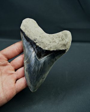SONY DSC Otodus megalodon