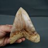 Otodus megalodon