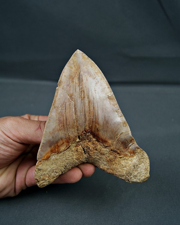 Otodus megalodon