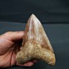 Otodus megalodon