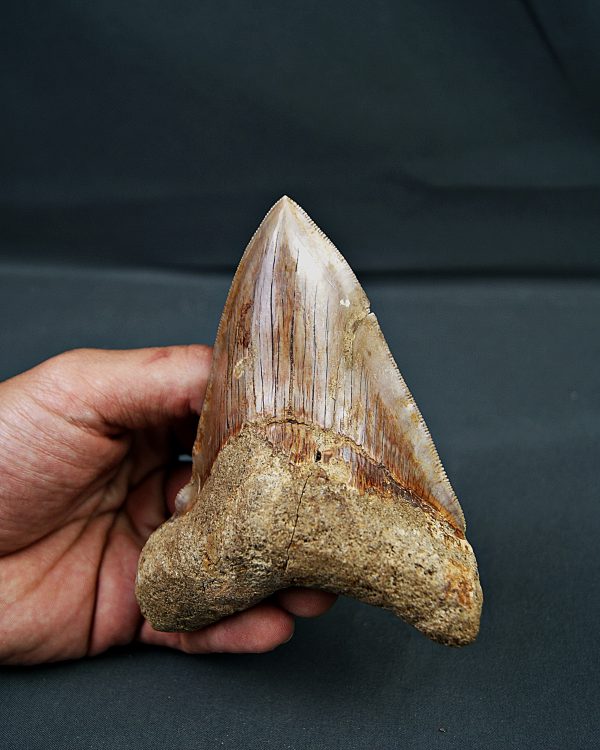 Otodus megalodon