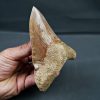 Otodus megalodon